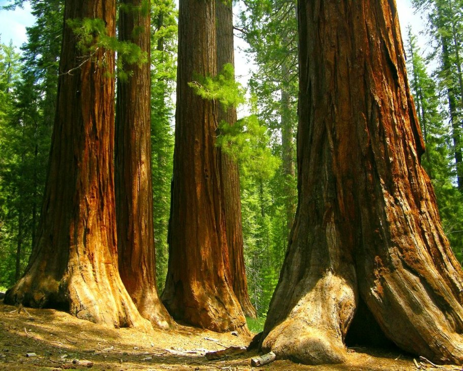 Бархат Амурский -Phellodendron amurense