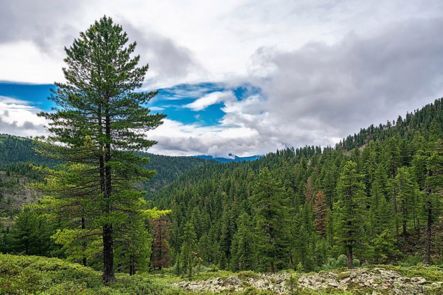 Гигантская Секвойя генерал Шерман