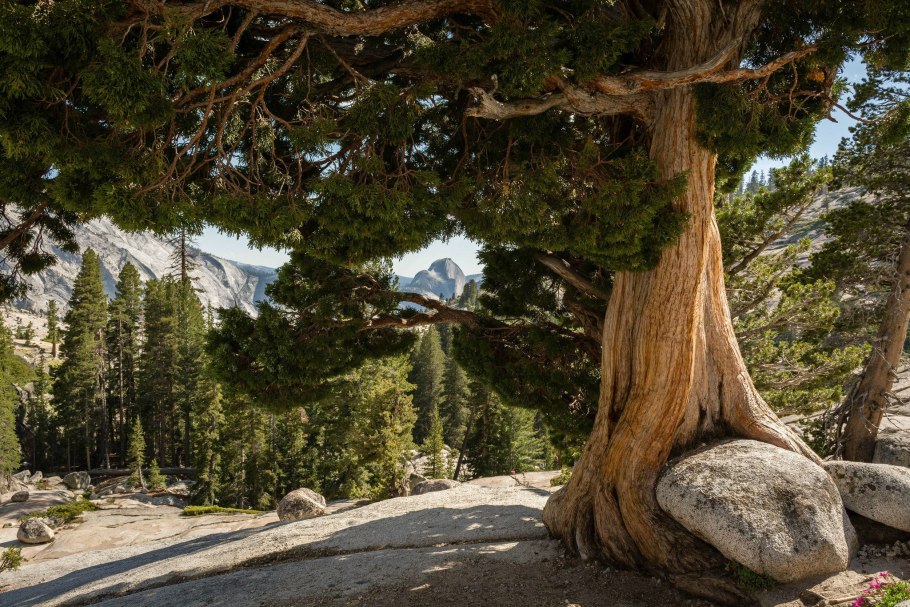 Таксодиум мексиканский (Кипарис)