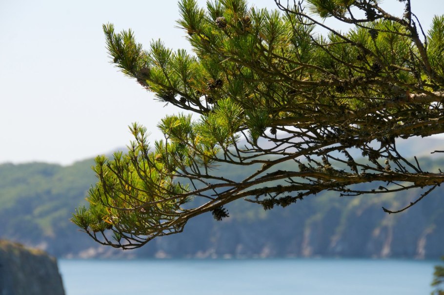 Секвойя рекорд Гиннесса