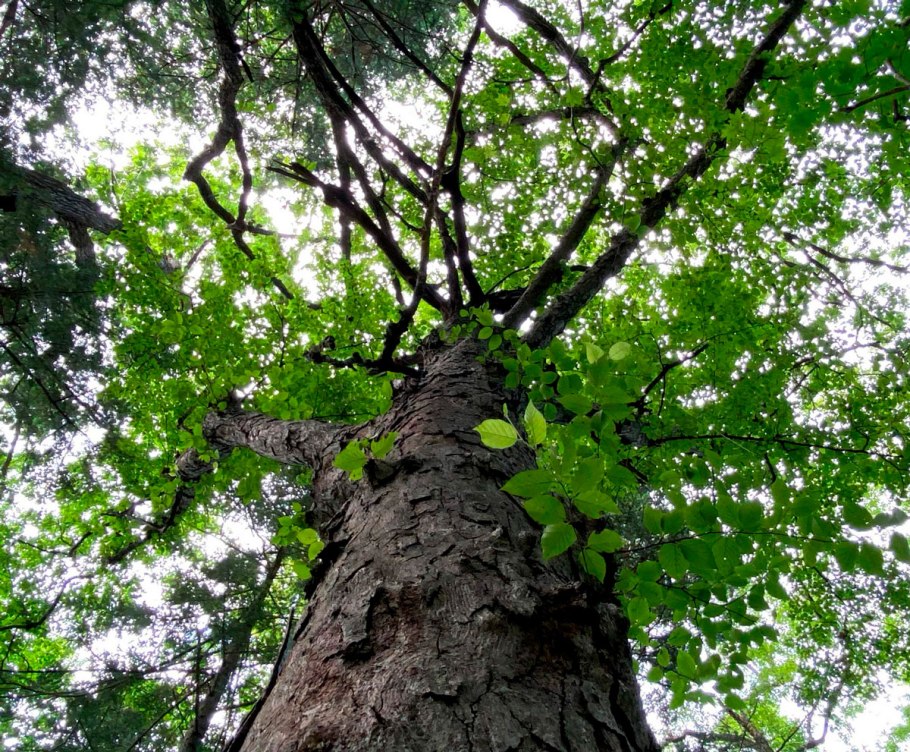 Флагообразная крона