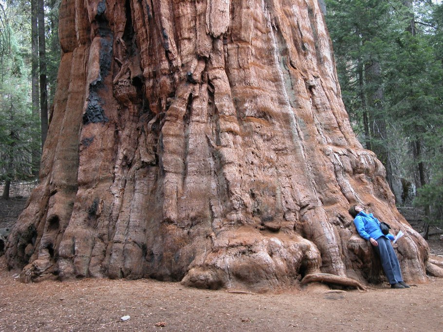 Крехимба дерево