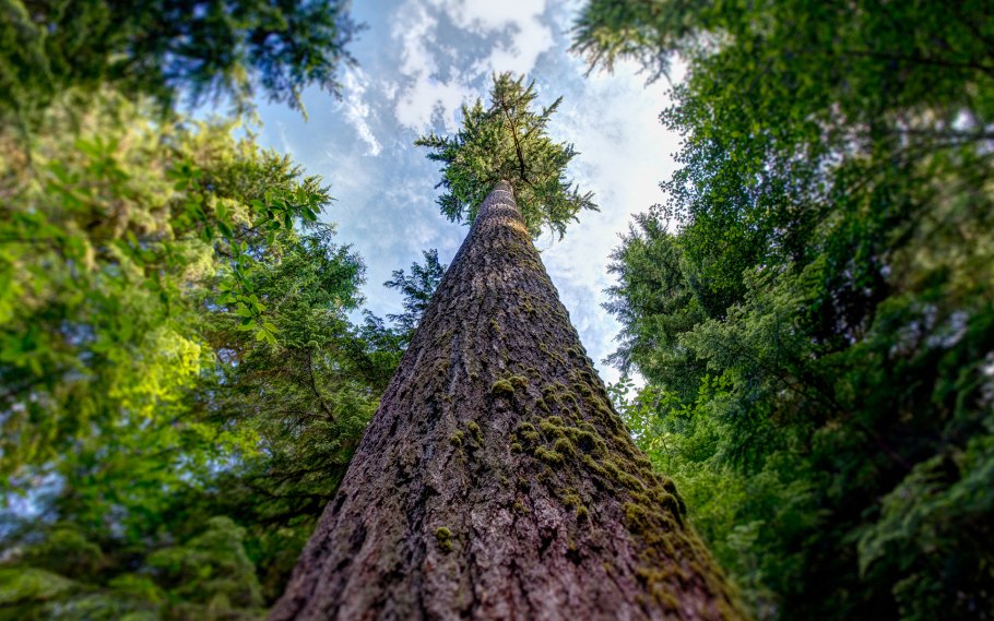 Национальный парк Секвойя зимой Калифорния