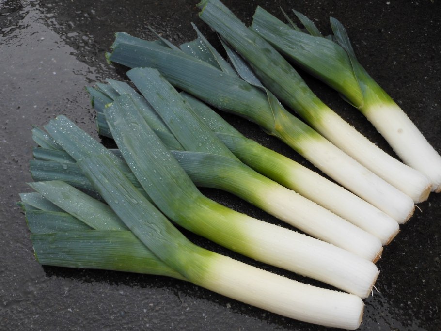 Лук латук