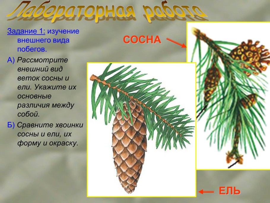 Хвоя голосеменных растений