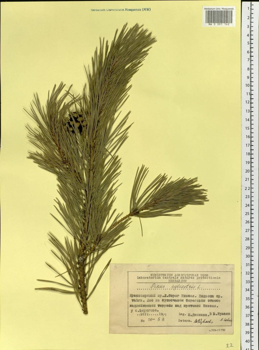 Сосна Сибирская (Pinus Sylvestris)