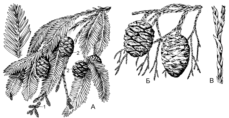 Пиния итальянская иголки