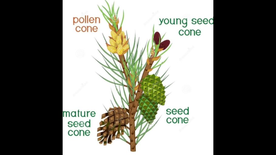 Разнообразие хвойных растений