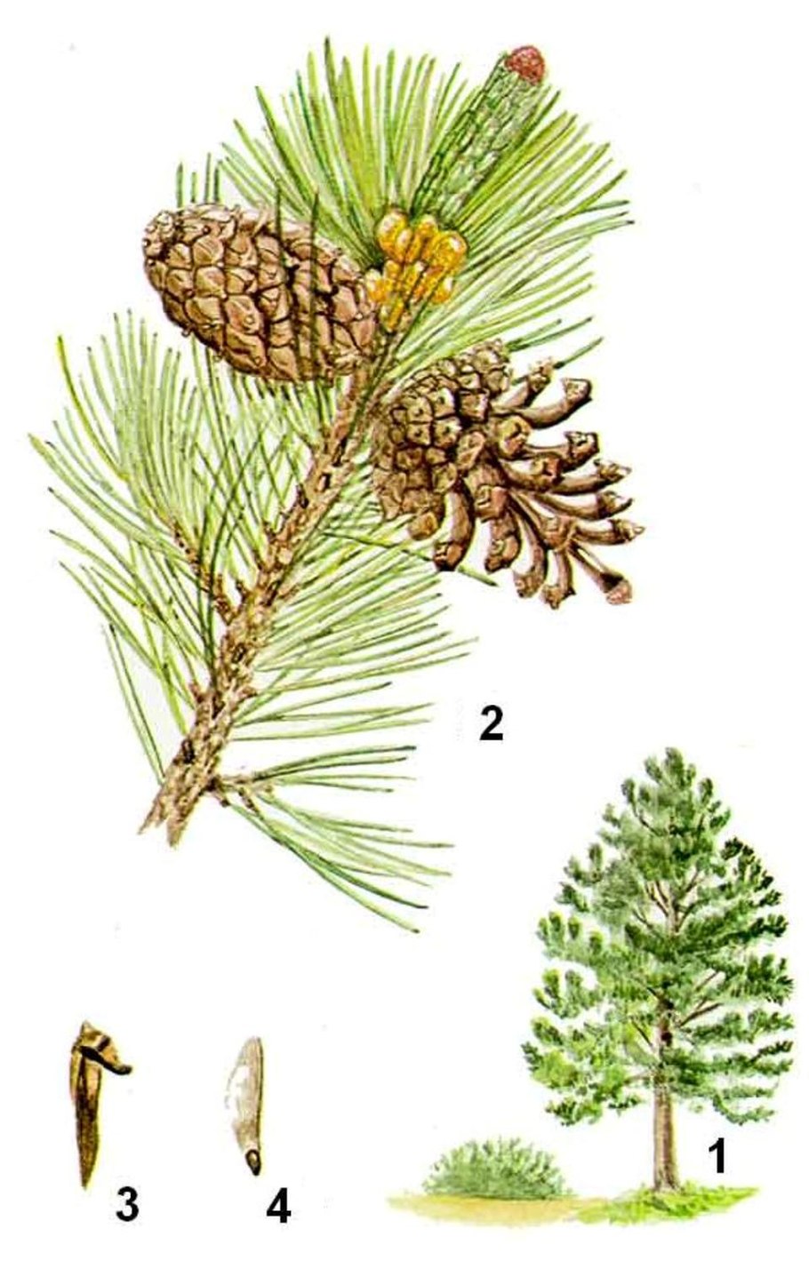 Цикл развития голосеменных