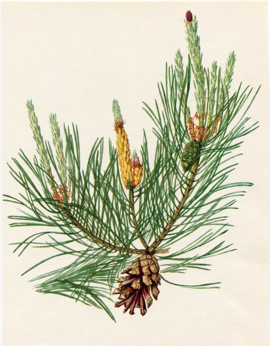 Цикл развития голосеменных растений