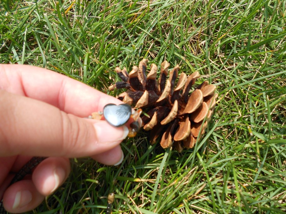 Цикл голосеменных растений