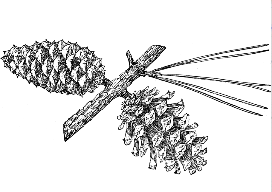 Семена голосеменных растений фото