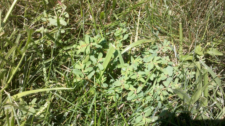 Сорняк огородный ползучий