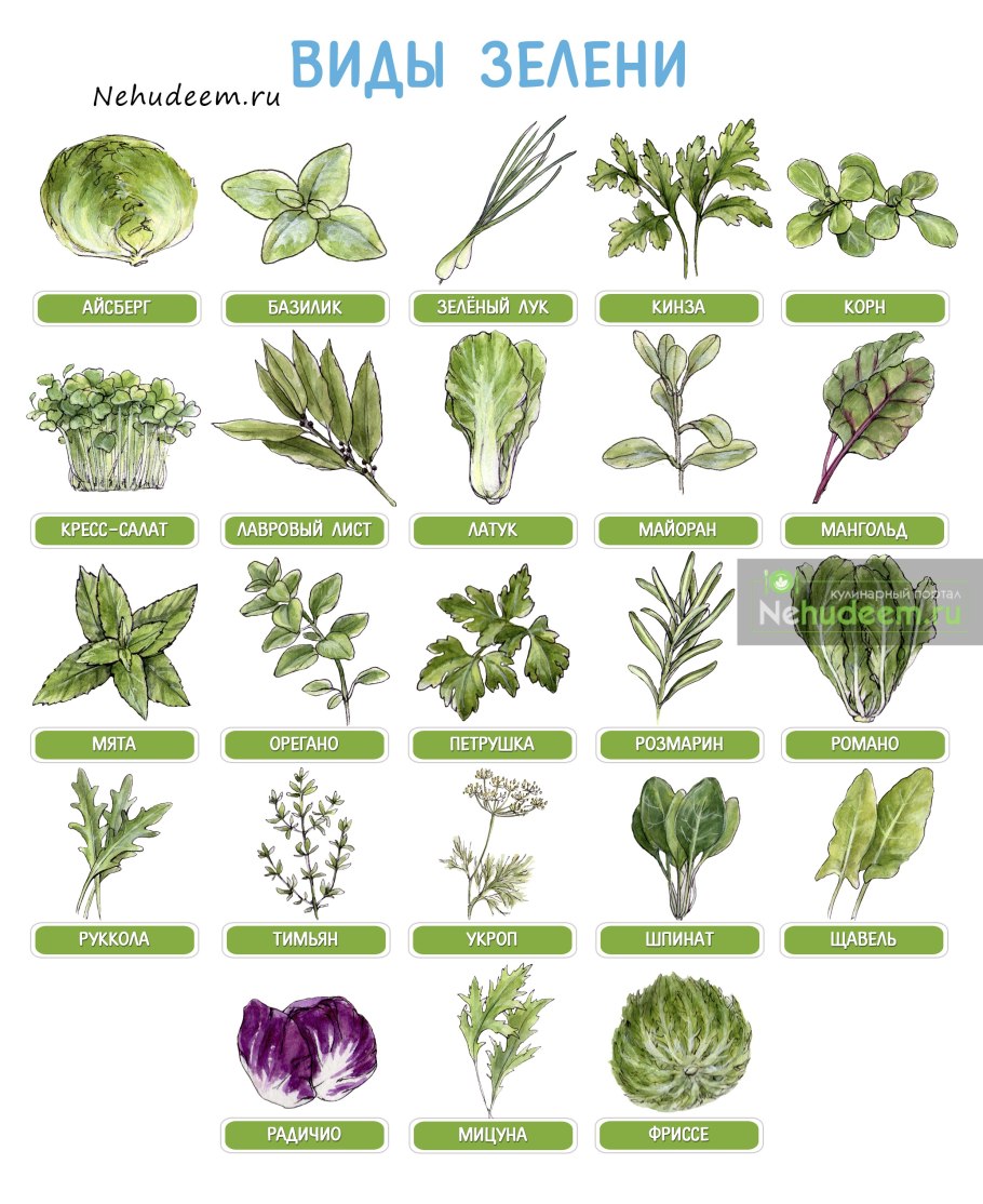 Виды зелени