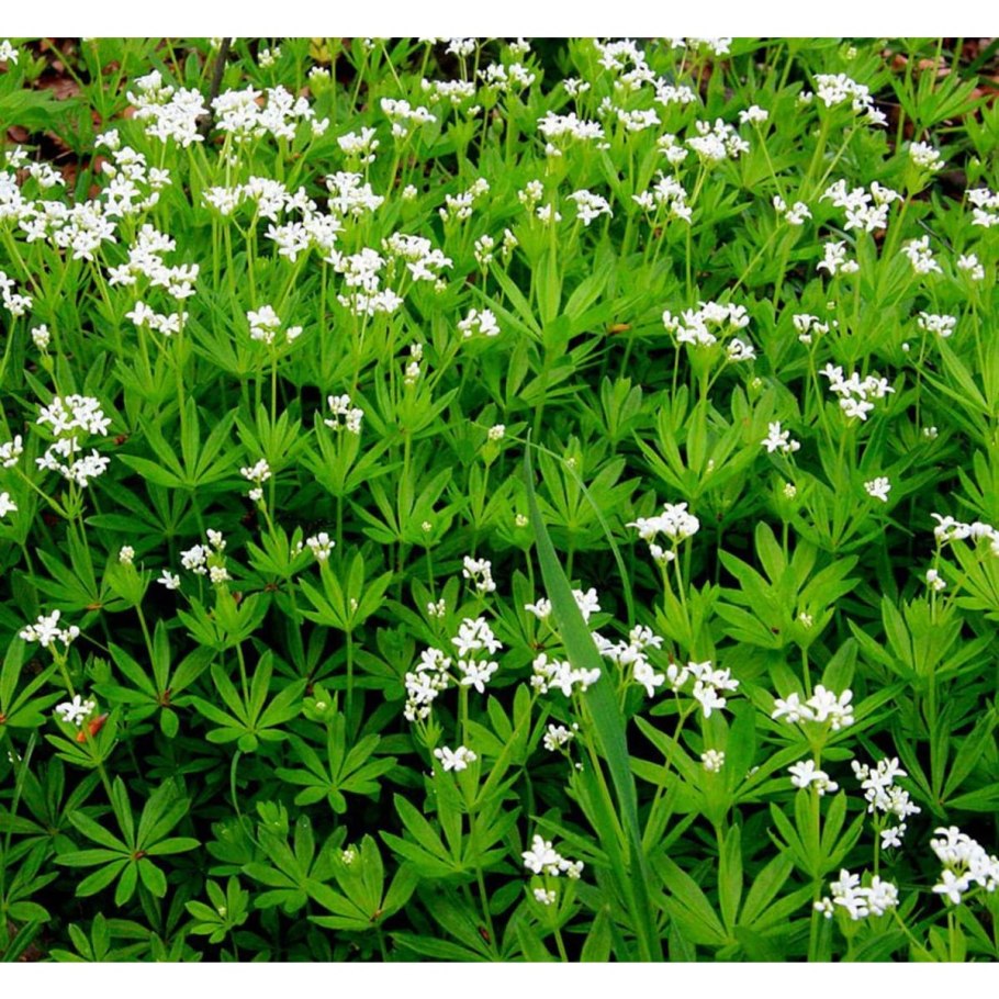 Ясменник душистый