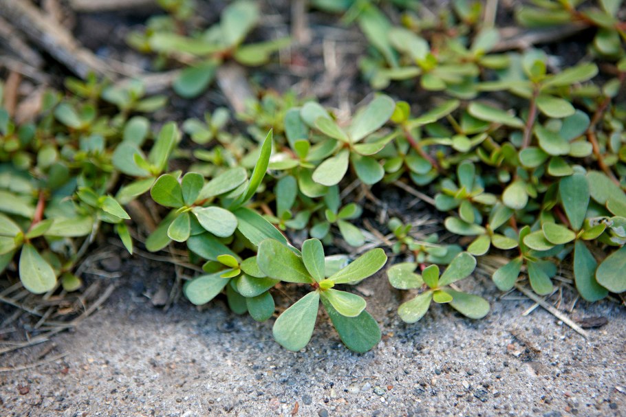 Портулак огородный мокрица