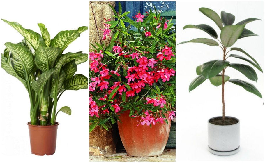 Диффенбахия. Олеандр. Азалия. Кротон