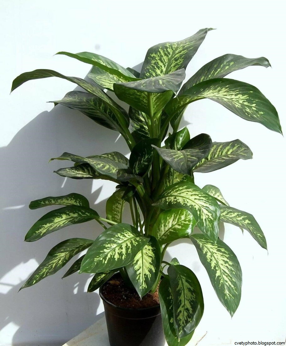 Эуфорбия медуза