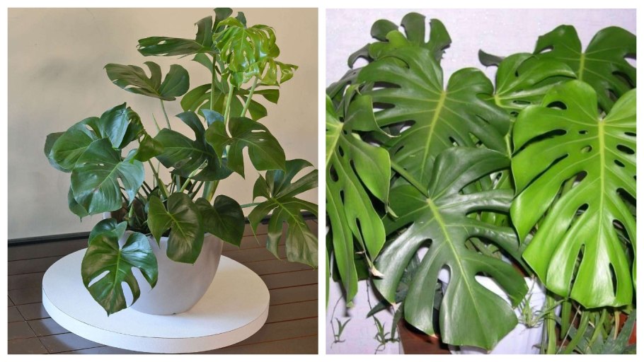 Молочай беложильчатый