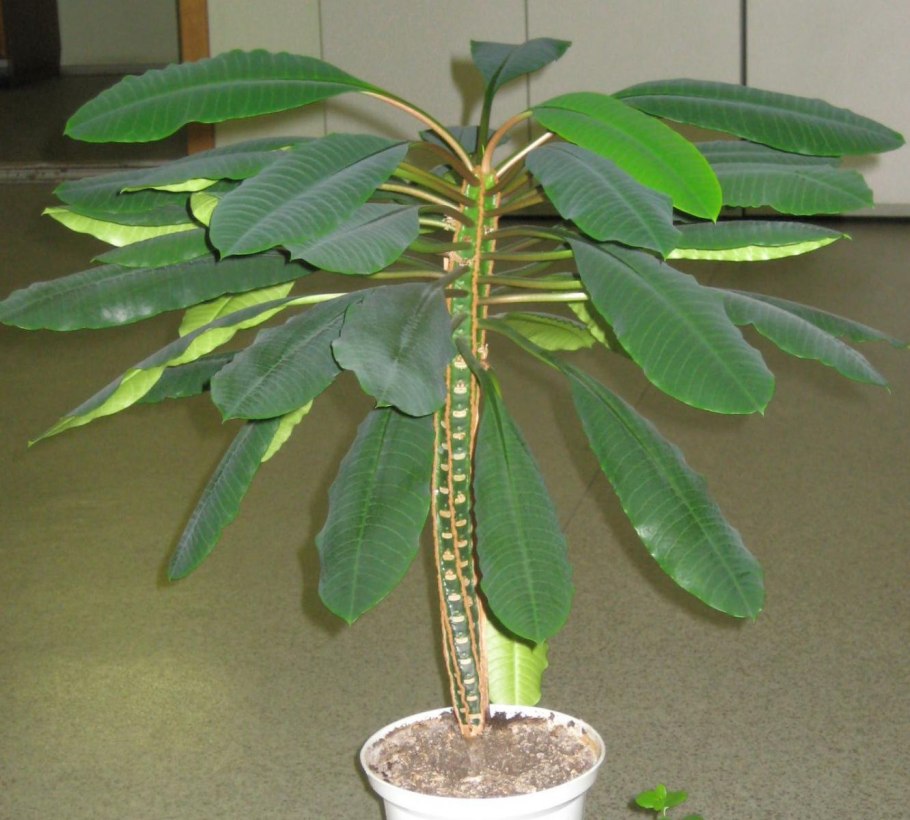 Опасные комнатные растения для кошек