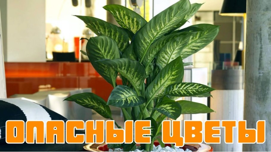 Ядовитые комнатные растения