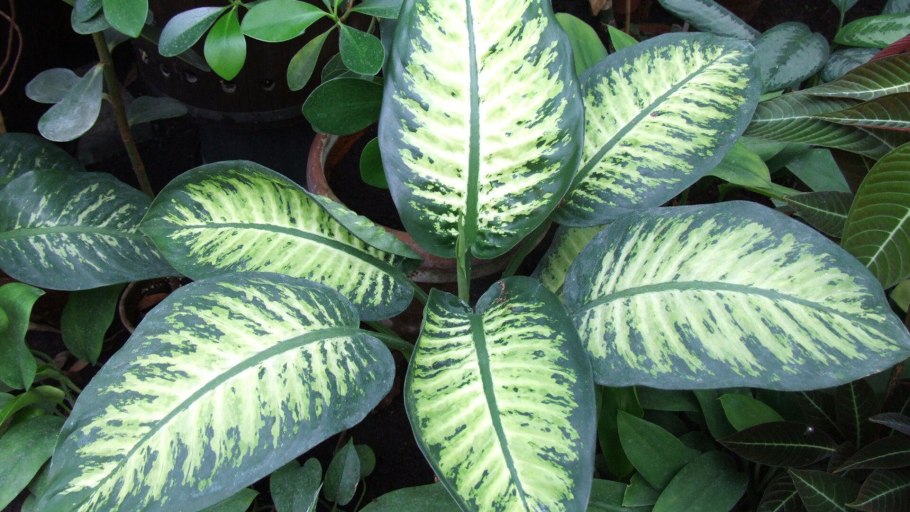 Диффенбахия Баузе (Dieffenbachia bausei)