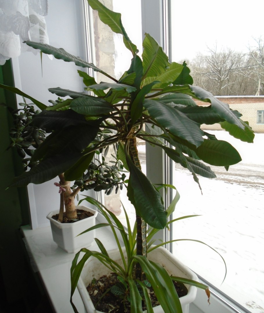 Ядовитые домашние цветы