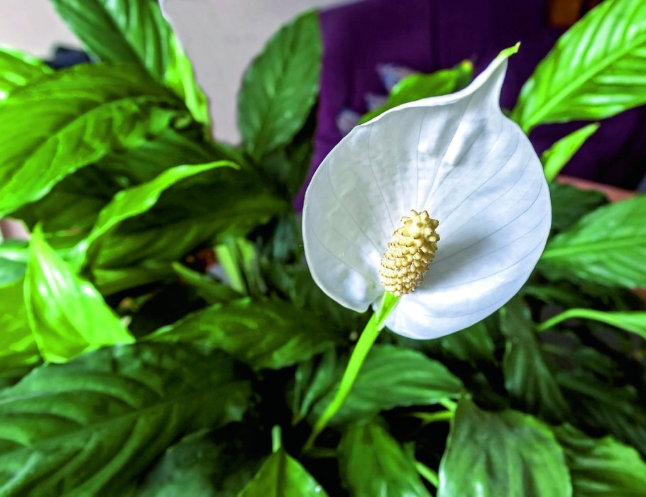 Цветы Диффенбахия,монстера,Антуриум