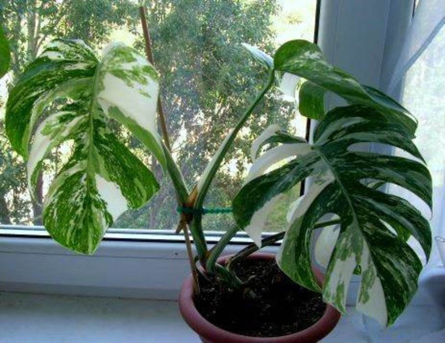 Молочай беложильчатый (Euphorbia leuconeura)