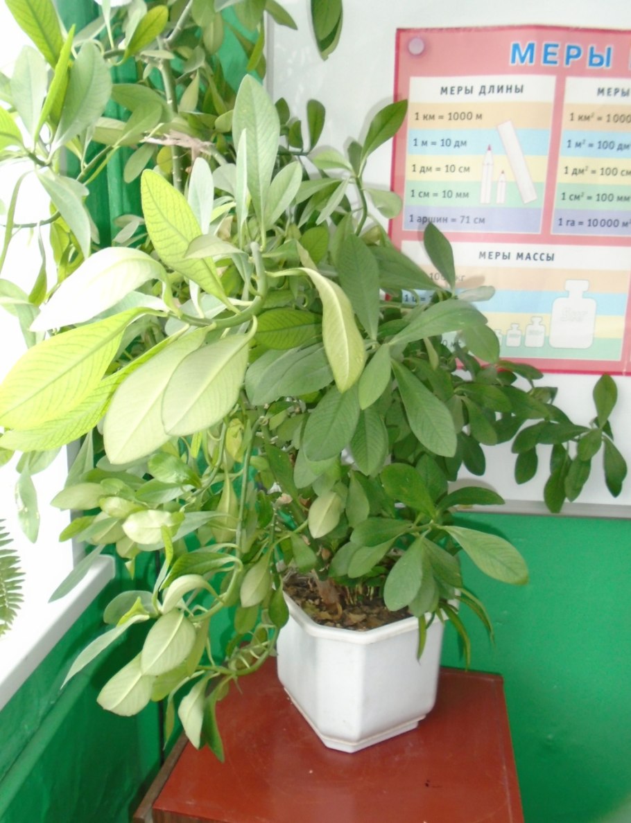 Монстера Диффенбахия