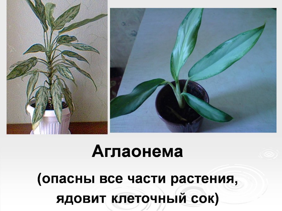 Молочай беложильчатый