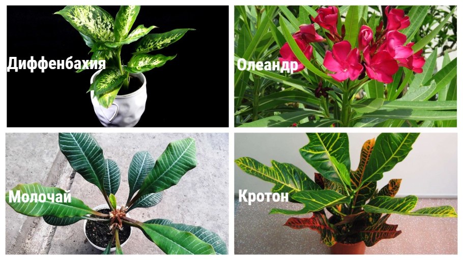 Диффенбахия крупнолистная