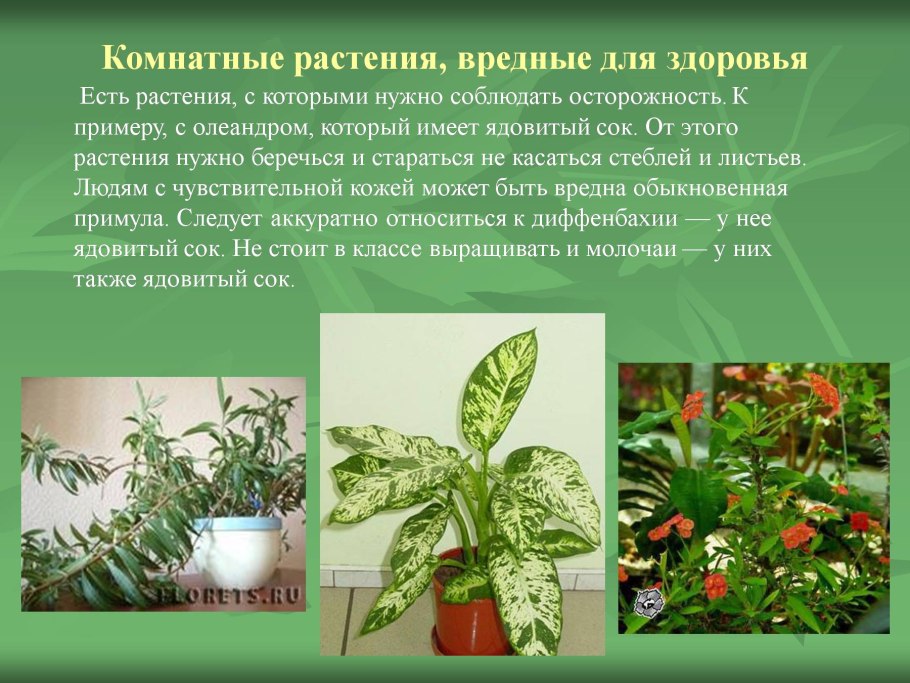 Пахиподиум молочай