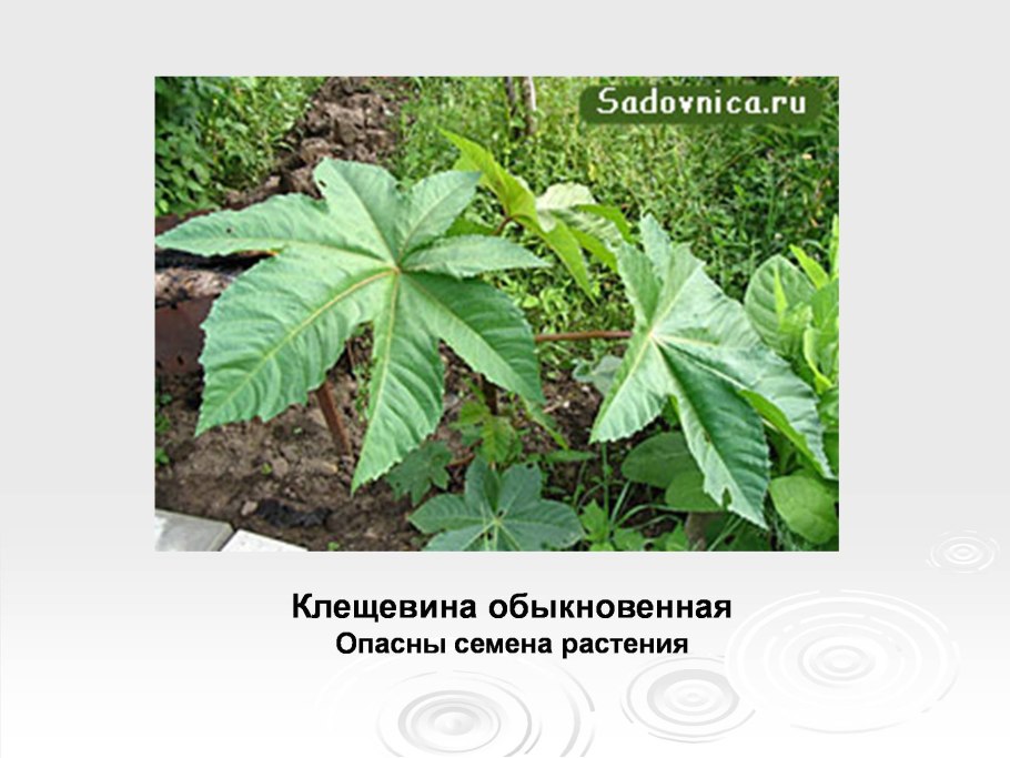 Ядовитые комнатные цветы