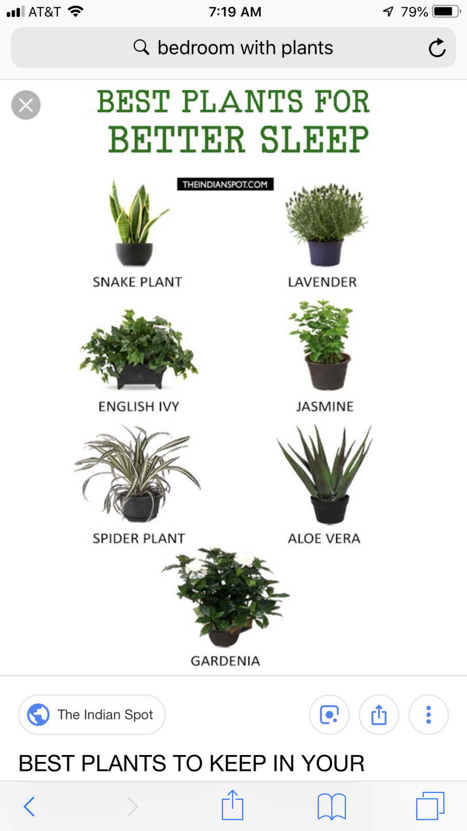 Домашние растения названия