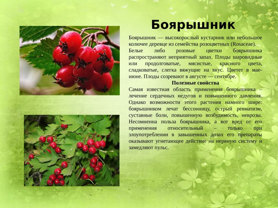 Плоды боярышника описание