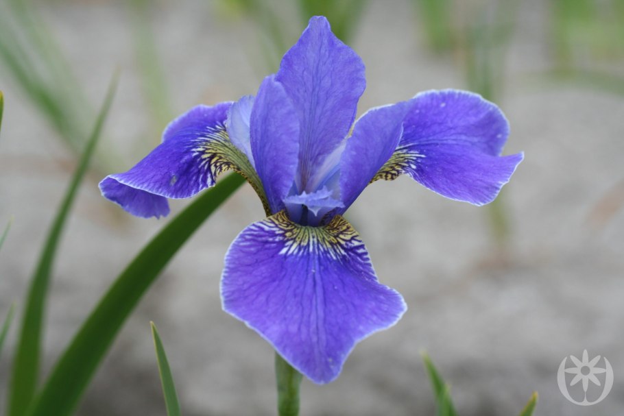 Ирис Сибирский Сильвер эйдж
