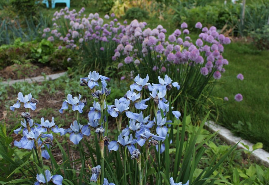 Ирис Сибирский Iris sibirica