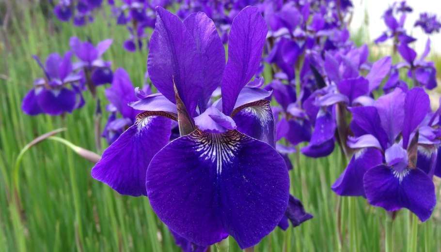 Iris sibirica &#96;Caesar&#96;s brother&#96;