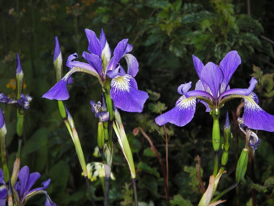 Ирис Сибирский мечевидный