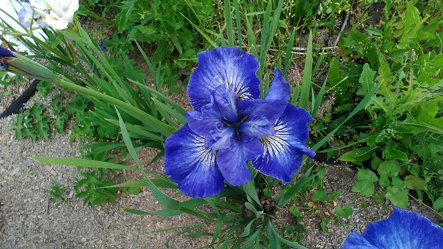 Ирис Сибирский эго