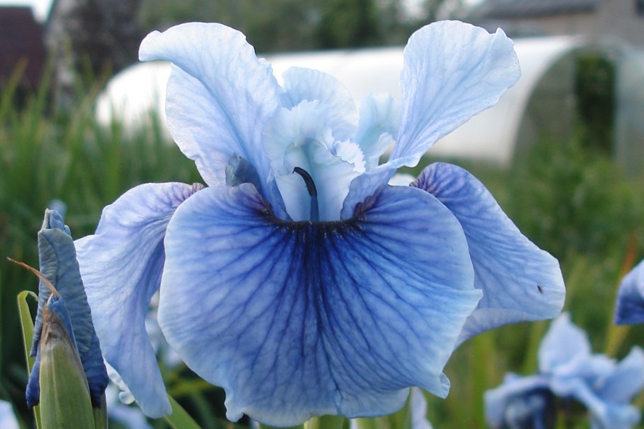 Ирис Сибирский ТАЙКУН