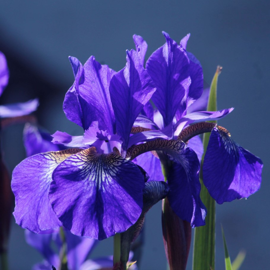 Iris sibirica &#96;Tamberg