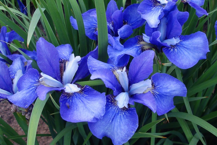 Ирис Сибирский Uncorked