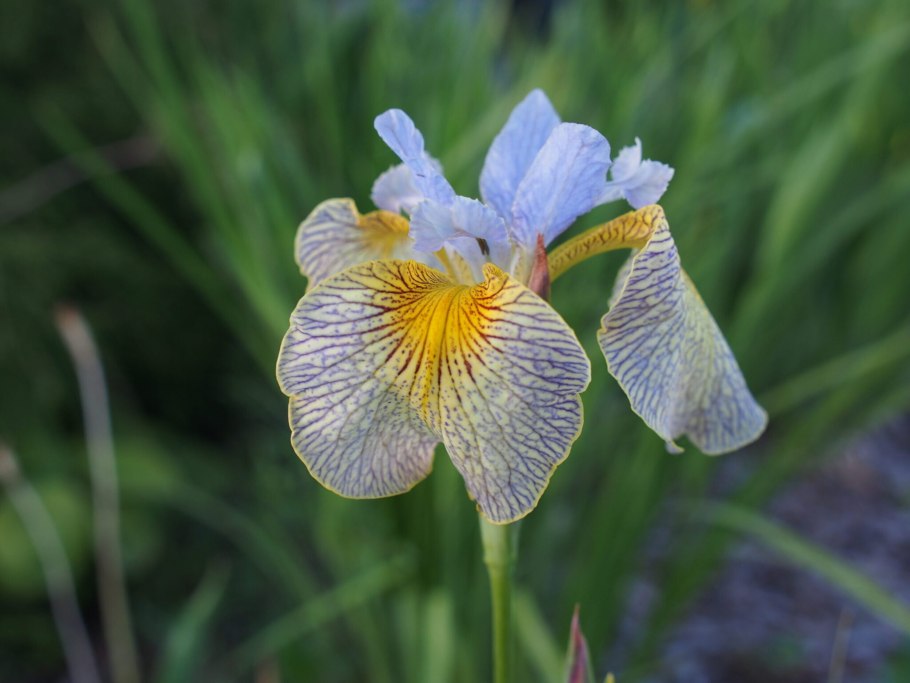 Ирис Сибирский Iris sibirica