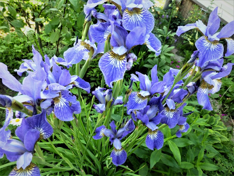 Ирис Сибирский (Iris sibirica &#96;Barcelona&#96;)
