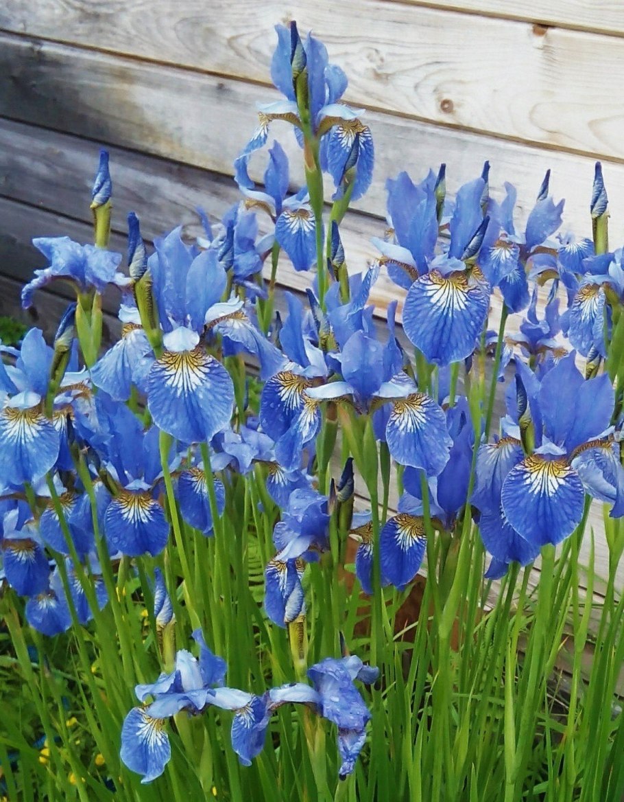 Ирис Сибирский Iris sibirica