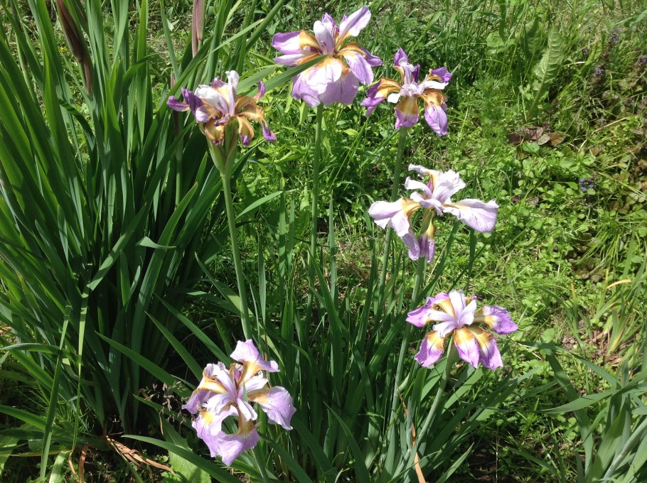 Ирис Сибирский Лаймлайт