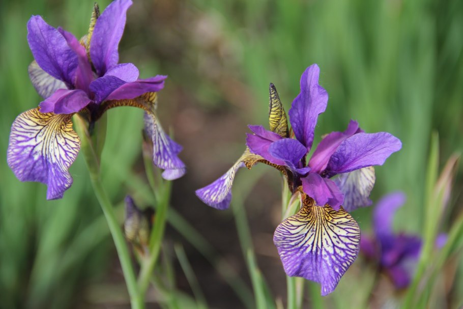 Ирис Сибирский Мисс Эппл
