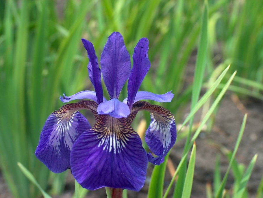 Iris missouriensis